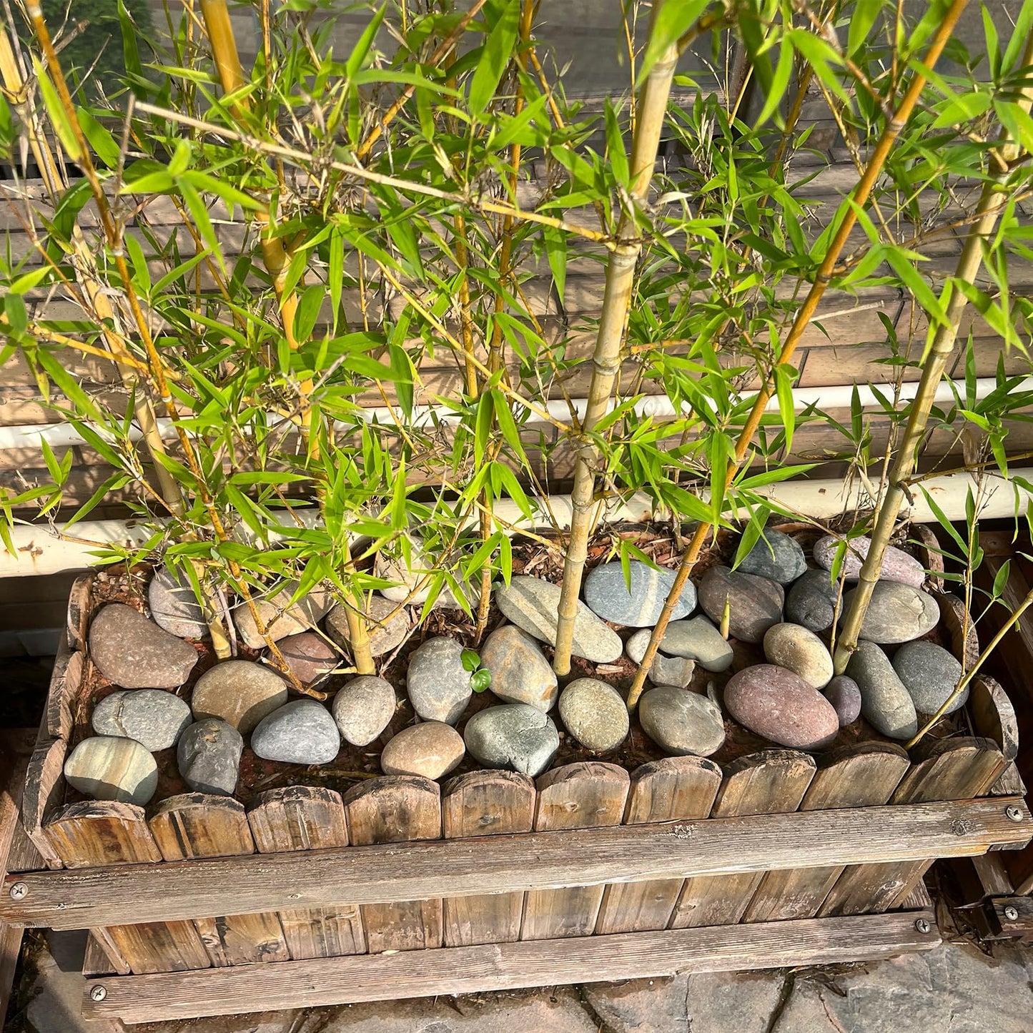 FANTIAN 20 lbs Natural River Rocks Mexican Beach Pebbles, 2-3 Inch Decorative River Rocks for Landscaping Garden Paving Plant Rocks Crafting Walkways and Outdoor Decorative Stone