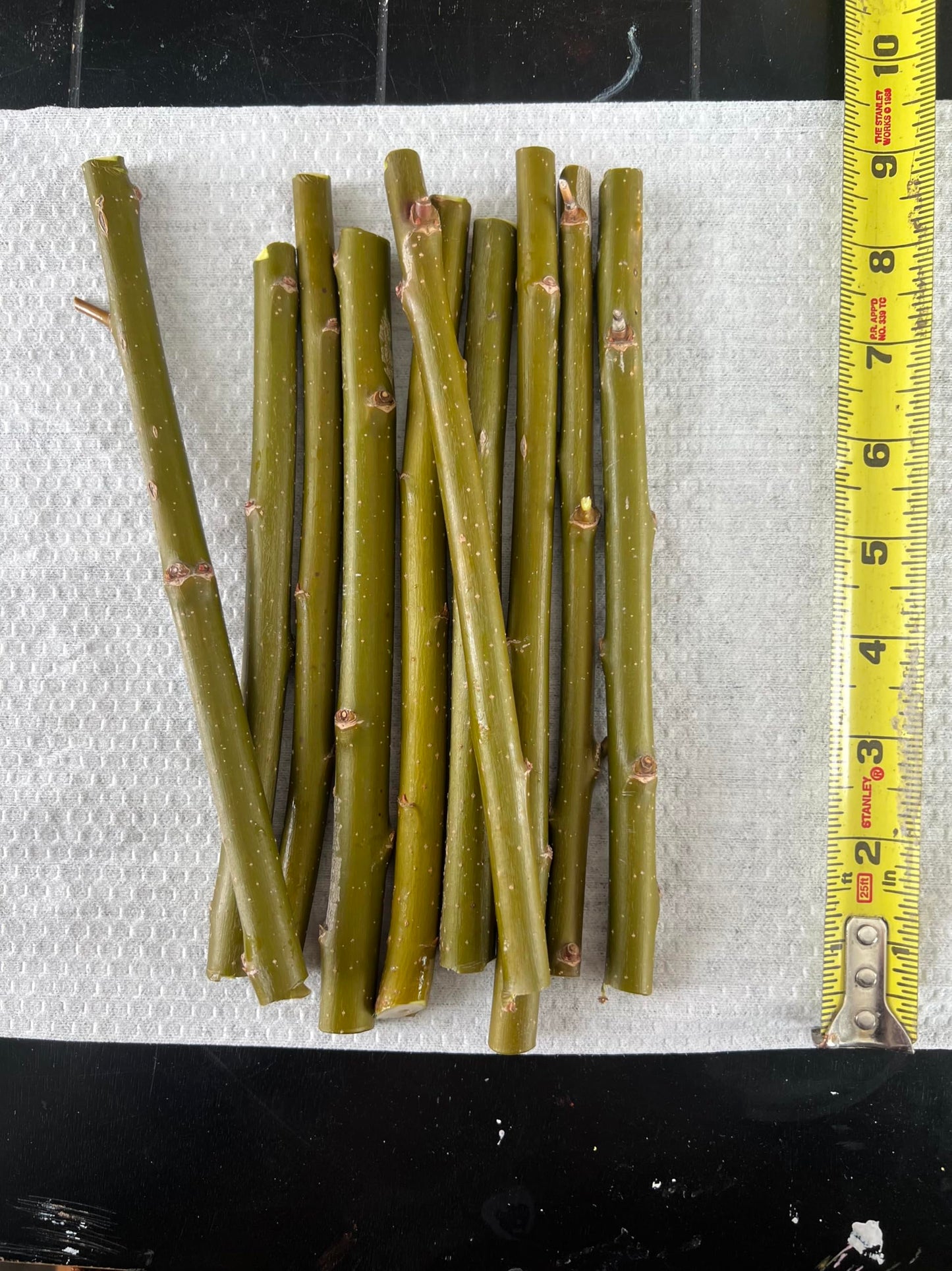 Austree Hybrid Willow Tree Plants for Growing | Fast Privacy Hedge Row, Wind Block, Shade | Fast Growing - 6-10 Feet Per Year, Fast Growing Trees (10 Trees)