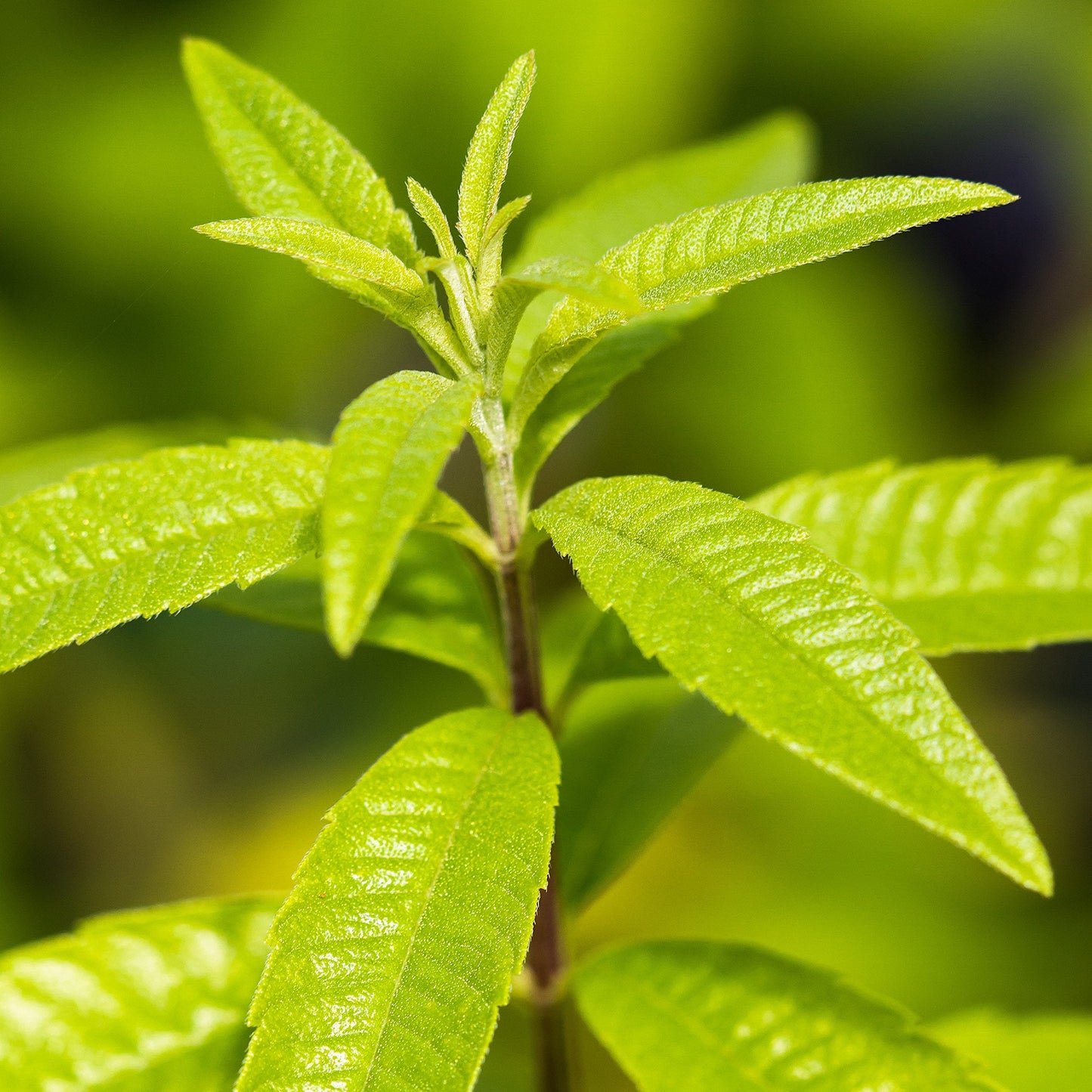 Easy to Grow Aloysia Lemon Verbena 1 Potted Plant - Rooted & Established in a Quart Pot, Herb Shrub Fragrant Foliage & White Flowers in Summer