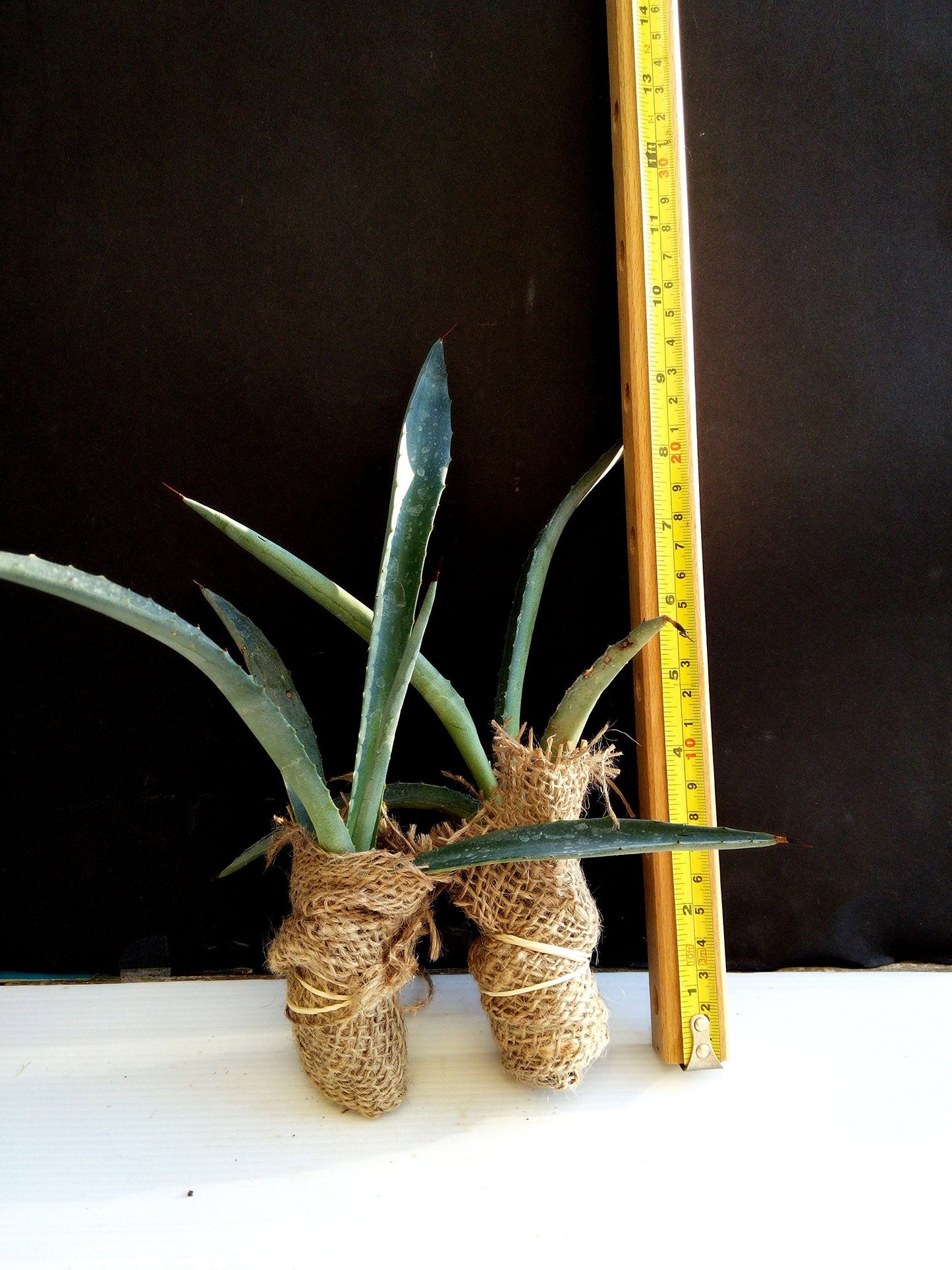 Agave Americana - Blue Agave - 2 Plants in Big Size