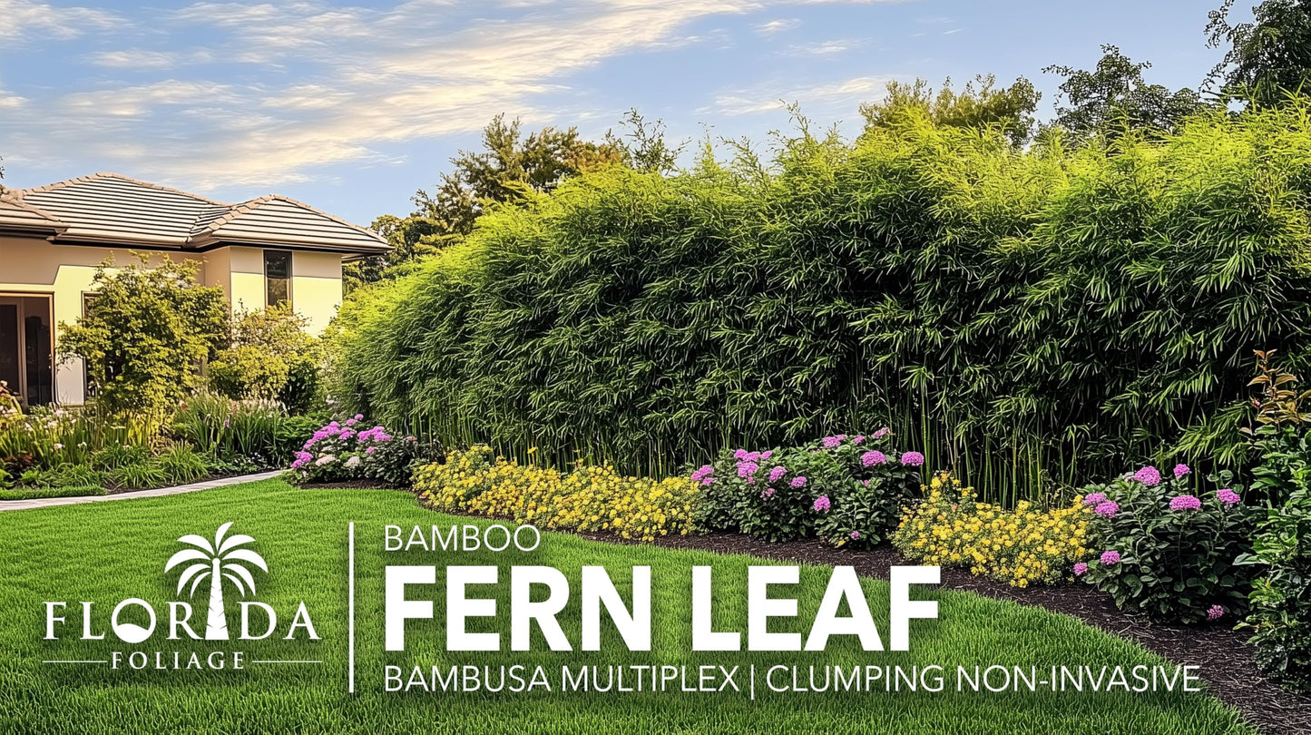 Fernleaf Bamboo | 1 Large Trade Gallon Size Plant | Bambusa multiplex | Clumping Bamboo Privacy Screens | Fast Growing Ornamental Hedge Gardens Walkways Borders Landscapes Foundation Accent Use