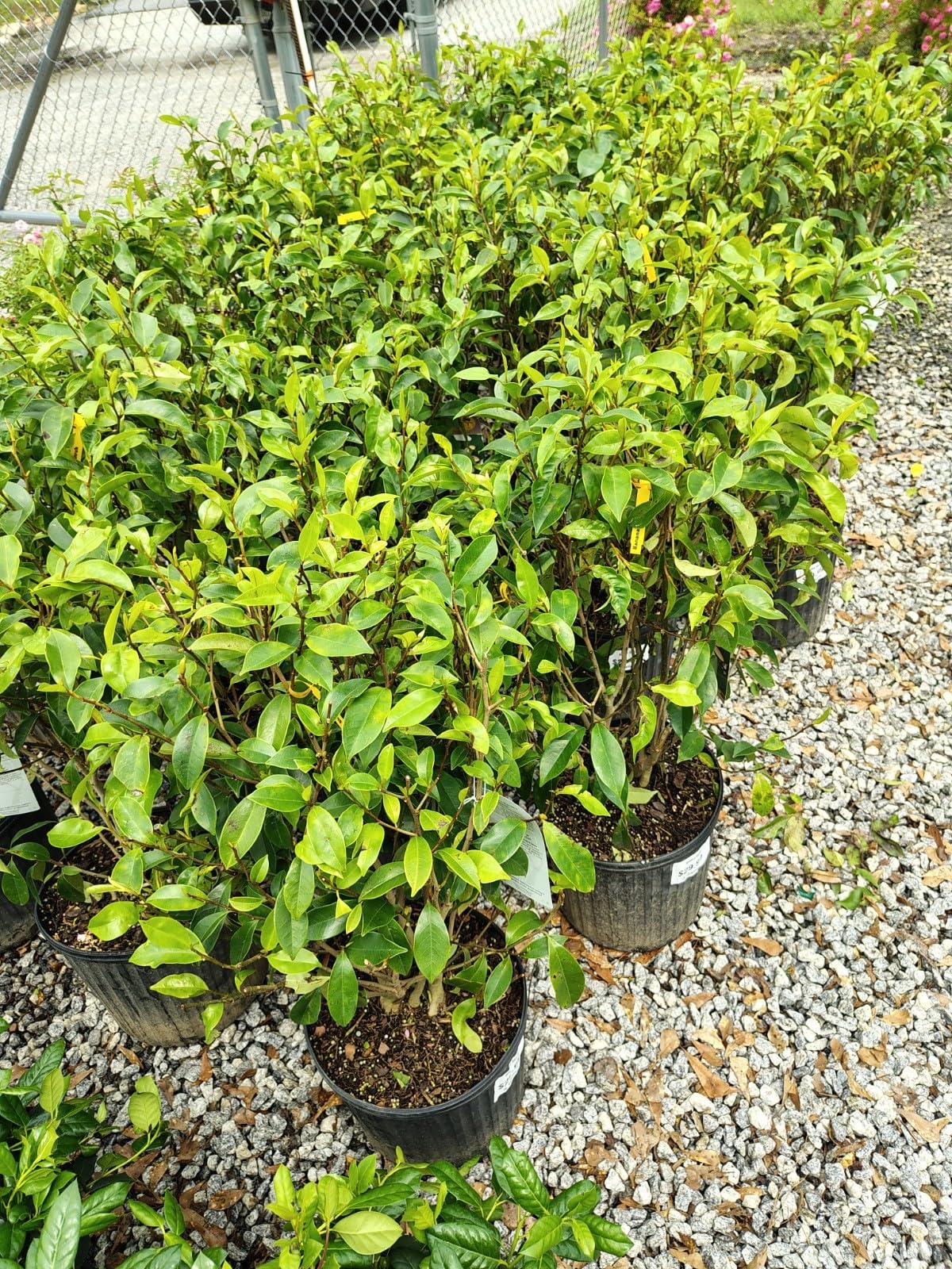 Live Plant - Banana Shrub (Michelia Figo) - Live Plant - 3 Gallon Pot
