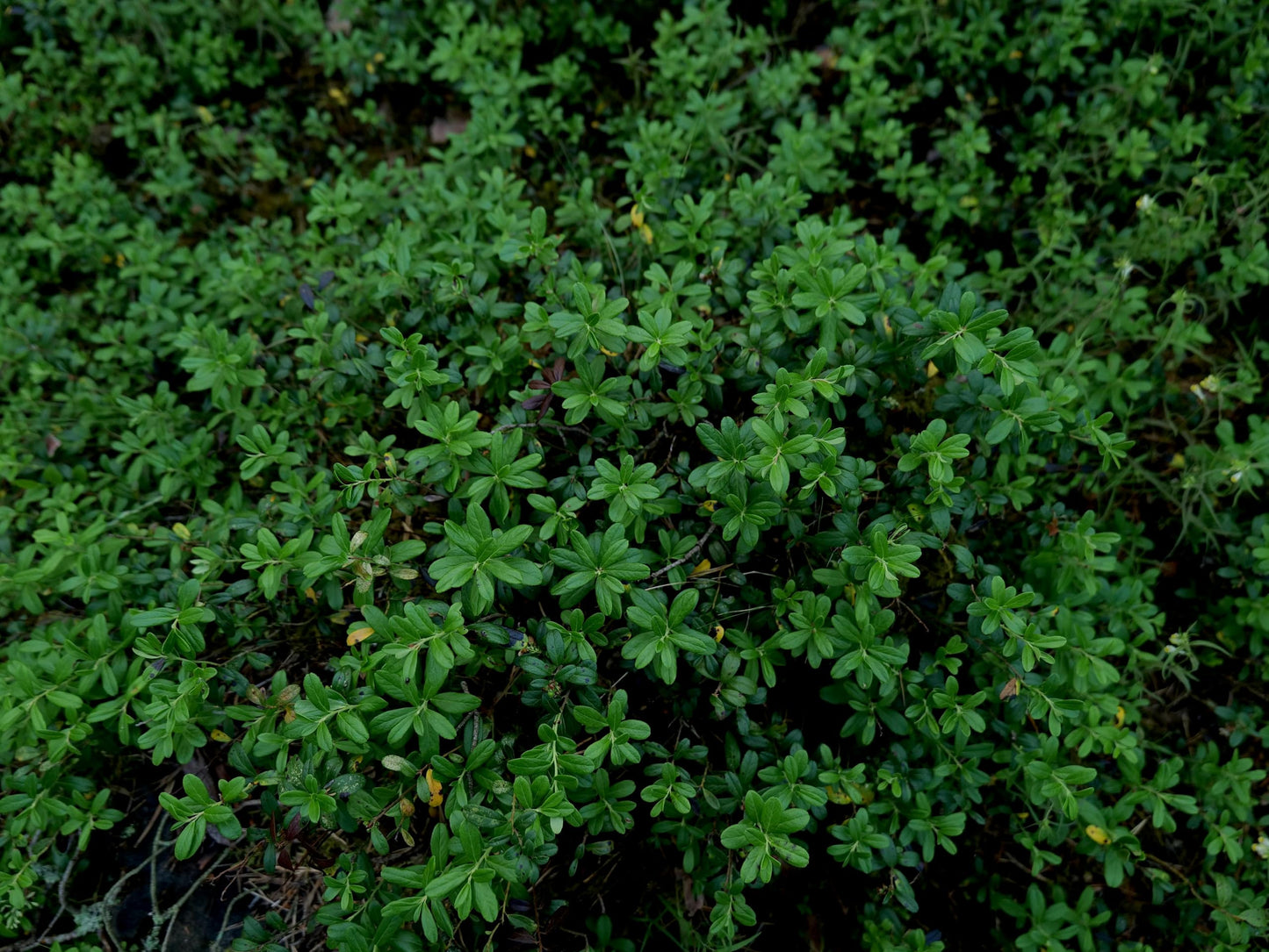 Jewel Blueberry Plants (2-Pack) - Live Berry Bush 5-8" - Container or Garden Growing - Large Sweet Berries - Hardy Zones 4-8