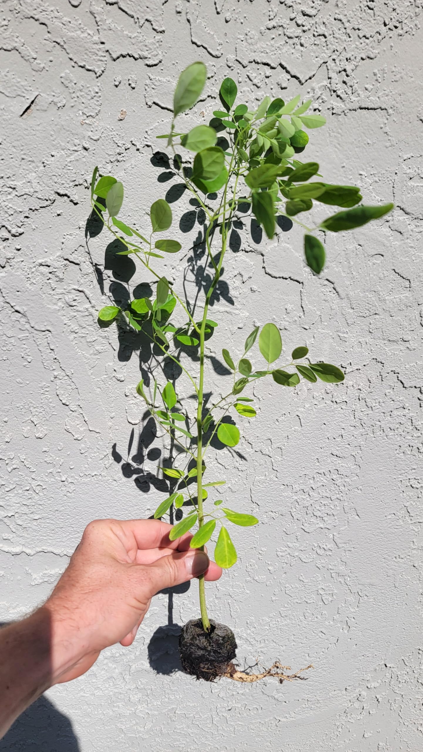 Moringa Trees 5 Live Moringa Plants with Moringa Seeds - Organically Grown - Non-GMO - Miracle Tree - Moringa Oleifera - Herb, Drought-Tolerant, Resilient, Hardy
