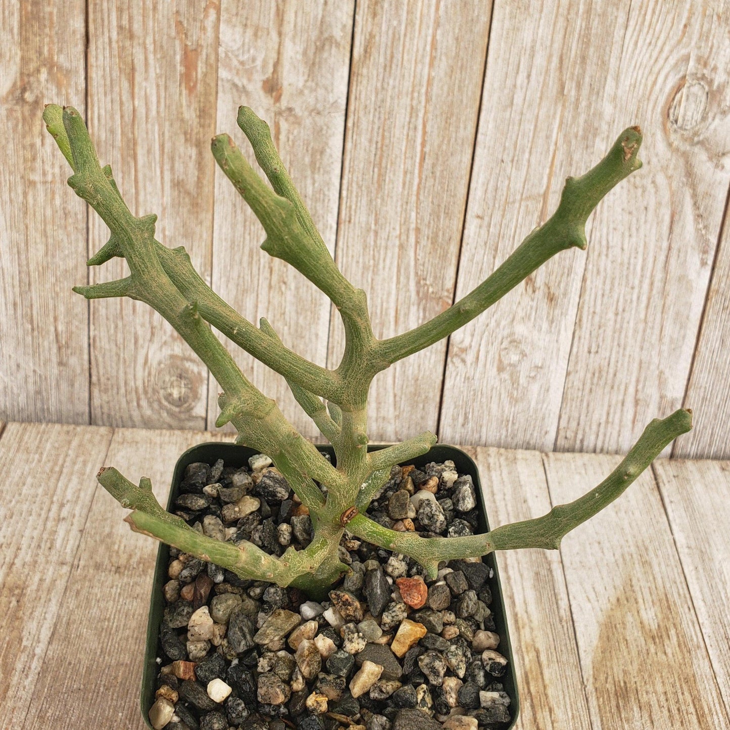 Euphorbia stenoclada spineless Cacti Cactus Succulent Real Live Plant