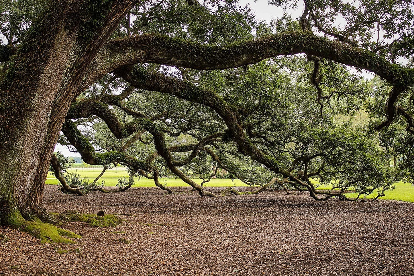 Southern Live Oak Tree | Quercus Virginiana | 3 Live Plants | Durable Picturesque Shade Tree | Dark Green Foliage