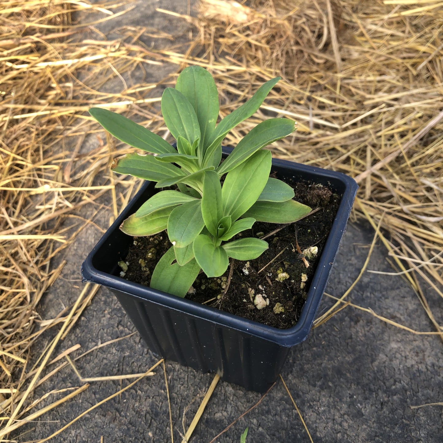 Smoke Camp Crafts Soapwort Plant, Saponaria Officinalis, 2.5-inch Pot, Organic