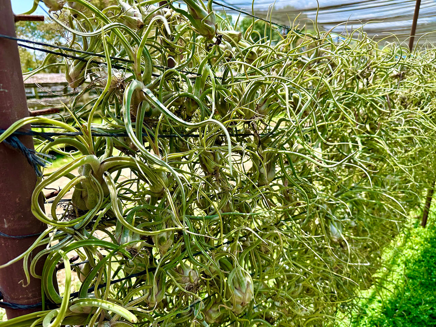 ragnaroc Air Plants - Flowering Tillandsia Caput Medusae, Large 5-7" - 3ct - Live Arrival Guaranteed - House Plants for Home Decor & Gift