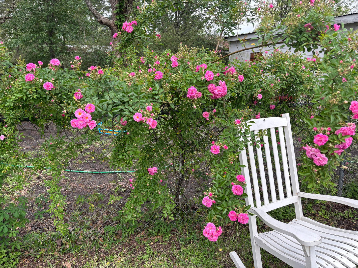 Peggy Martin Rose 3ft (1 Gallon Pot)