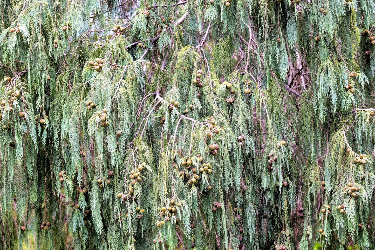 30 Kashmir Weeping Cypress Tree Cupressus Cashmeriana Blue Evergreen Seeds