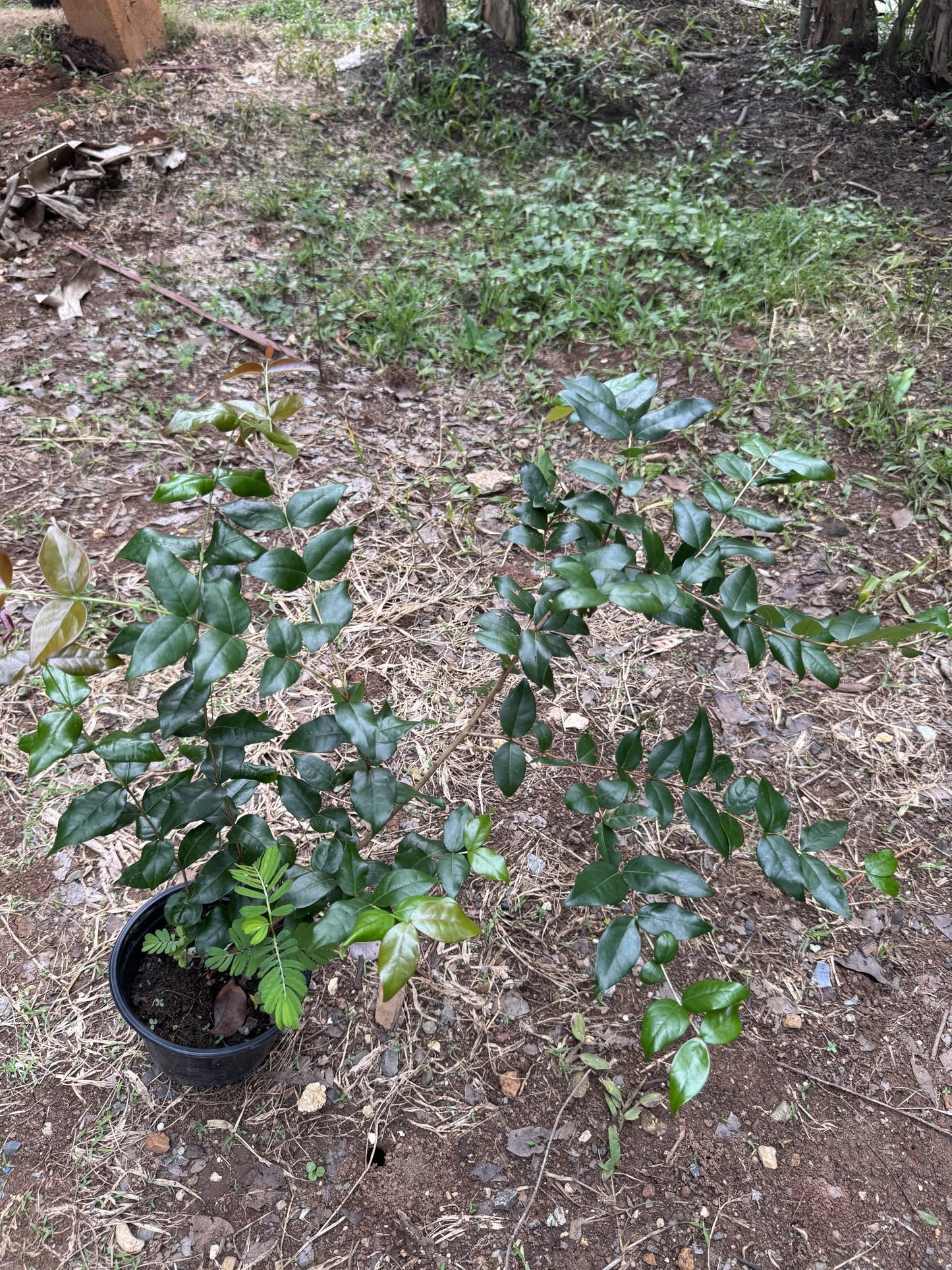 Surinam Cherry (pitanga) Eugenia uniflora Live Plant 10inch-18inch