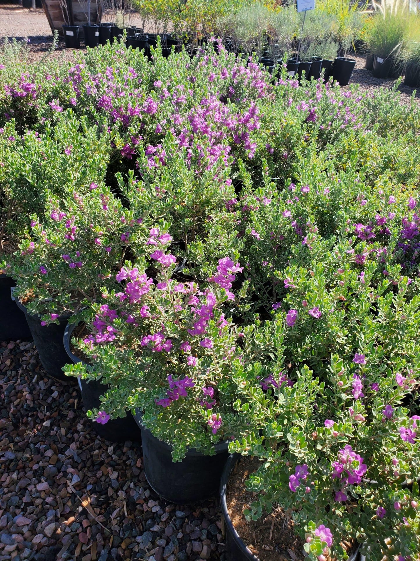 RedCrocus - RedCrocus Texas Sage - Drought-Tolerant Evergreen Bush, Fragrant Purple Blooms, Attracts Pollinators, Perfect for Desert Landscapes & Borders 10" Pot