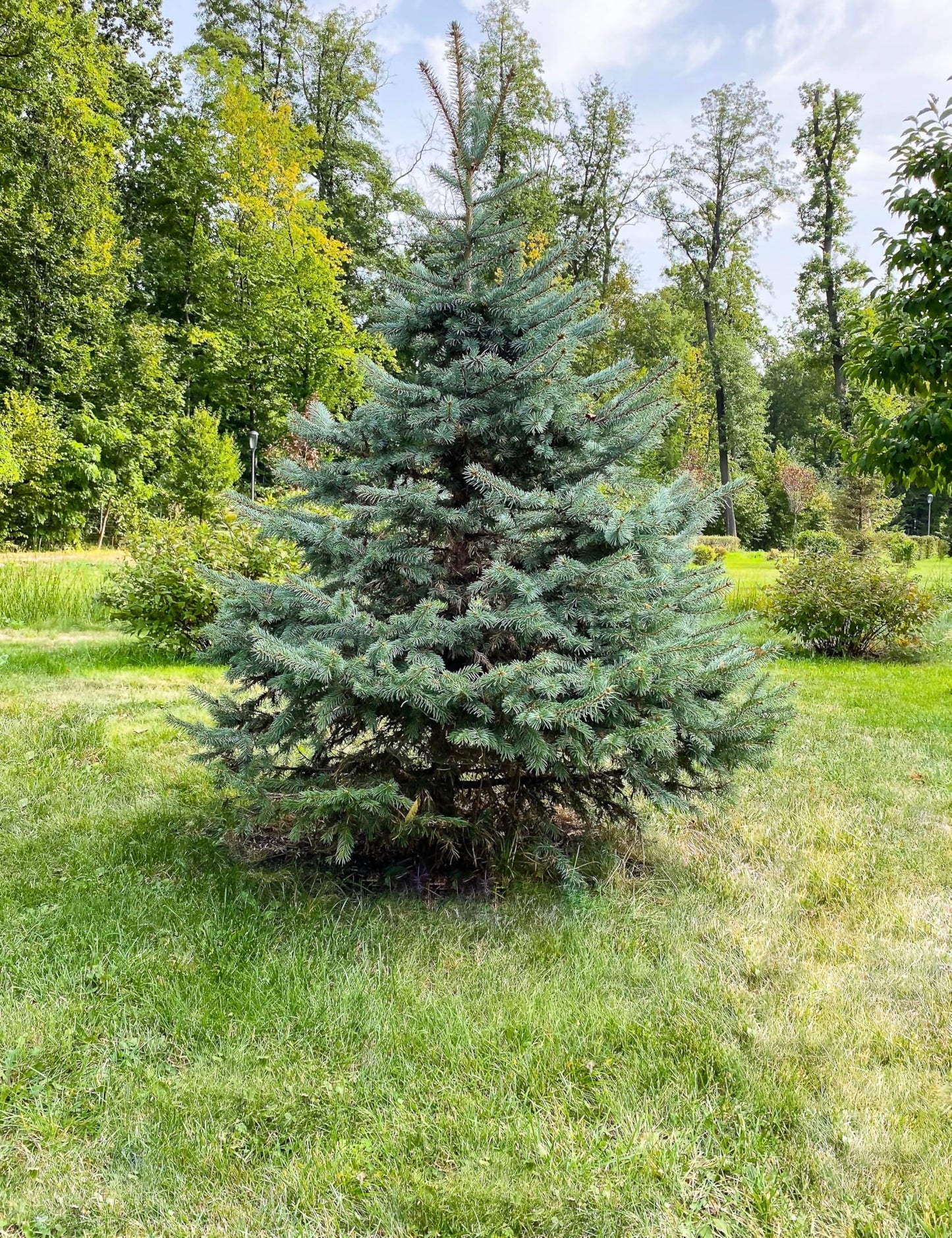 White Spruce Live Tree Seedling Plugs | 6"-12" | Arbor Day Foundation (3-Pack)