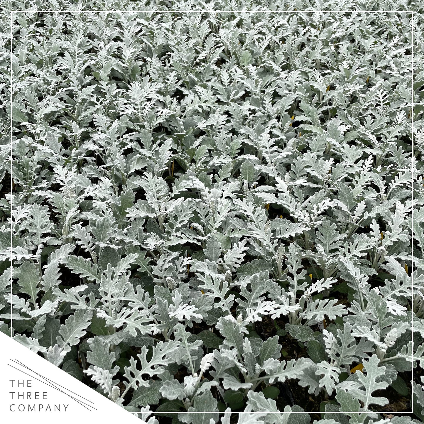 Live Spring Dusty Miller - 4 Plants Per Pack - 6" Tall by 4" Wide in 1 Pint Pot