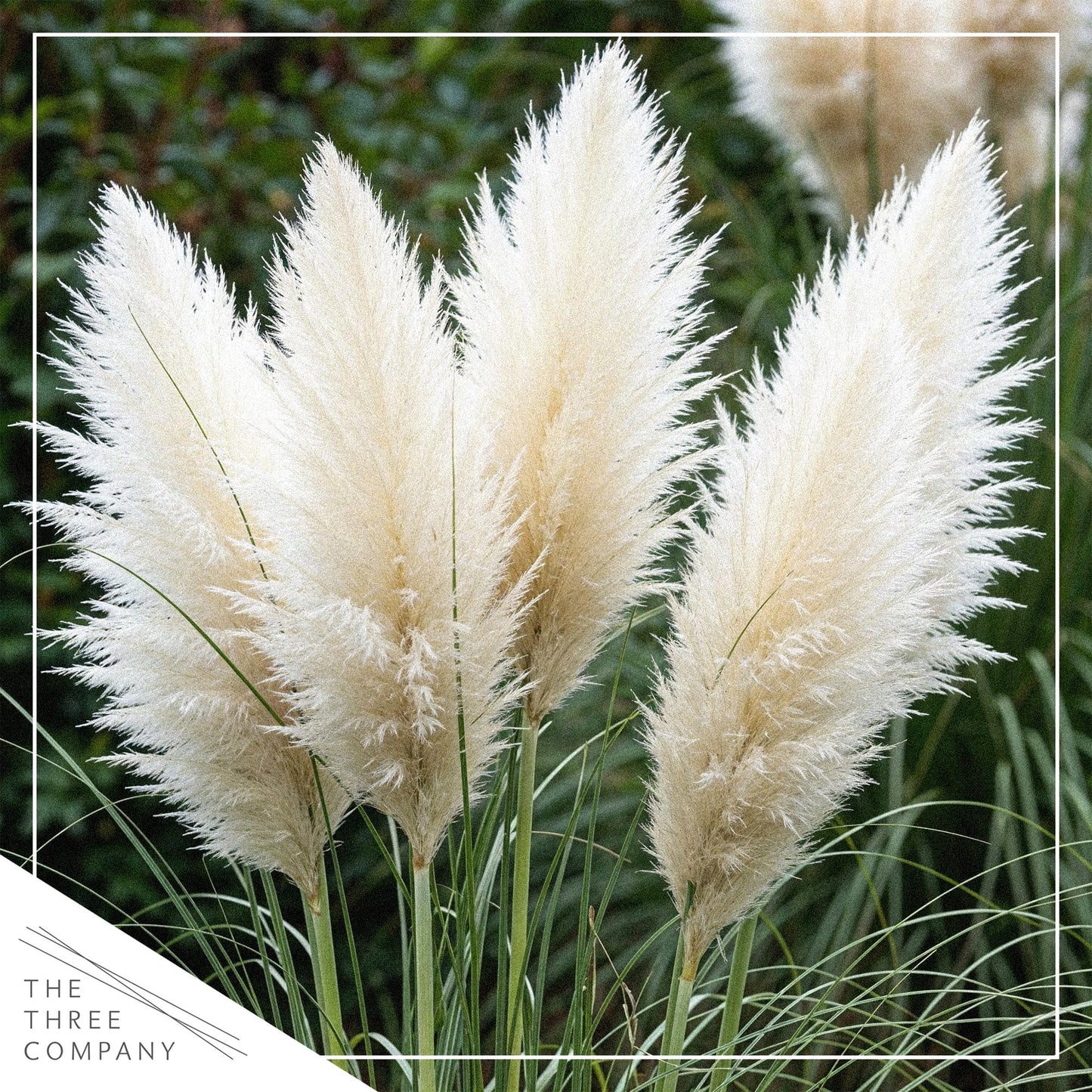 Live Ornamental Pampas Grass (Cortaderia selloana) - White (4 Pack) - Perennial Accent Plant - 10" Tall by 5" Wide in 1.5 Qt Pot