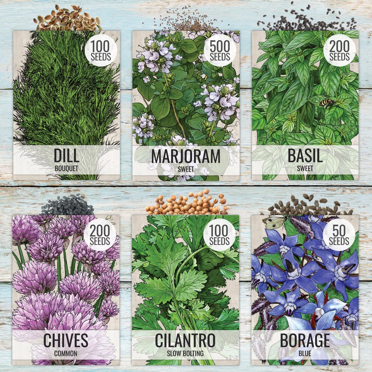 Seed Needs Herb Seeds Variety Pack Culinary Herb Collection (12 Individual Packets for Planting Indoors or Outdoors) Grow Your Own Herb Garden - Heirloom, Non-GMO