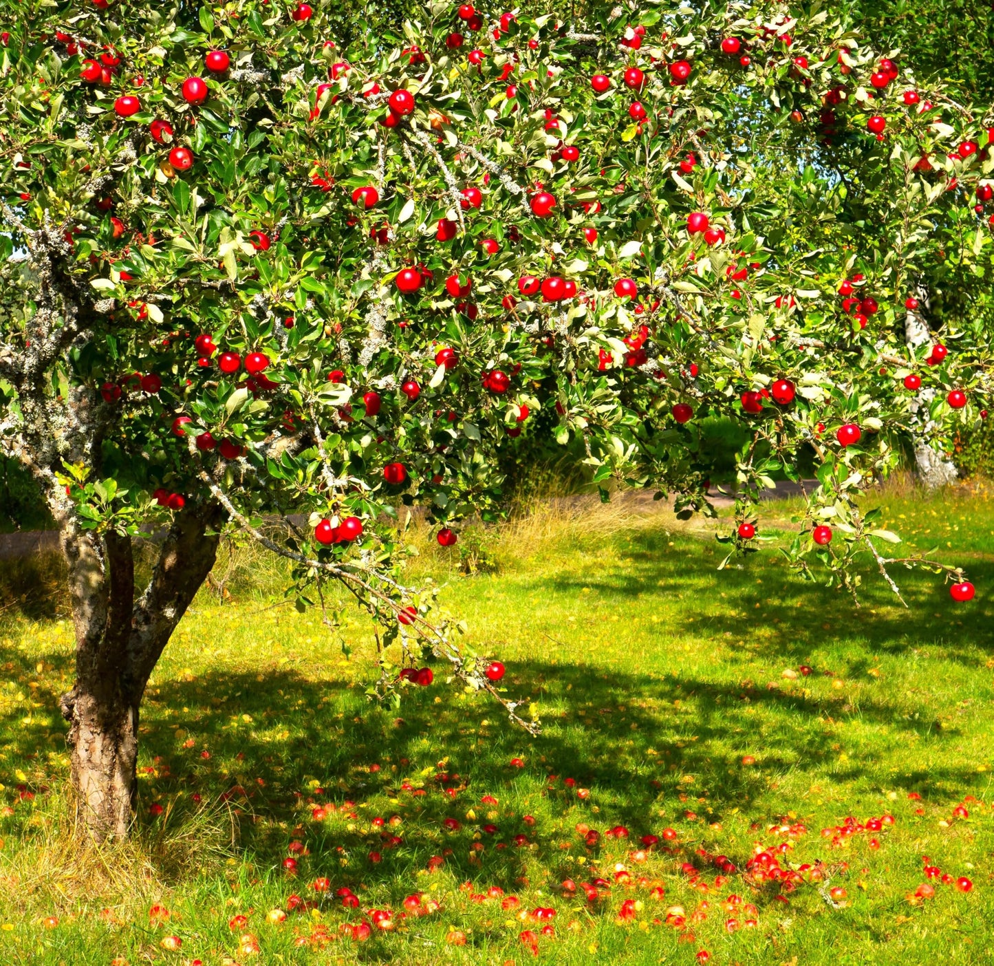 TomorrowSeeds - Red Delicious Apple Tree Seeds - 120+ Count - for 2026 Planting Malus Pumis Common Domestic American Pink Flowering Blossoms Perennial Fruit Trees Perennial Grow Your Own Home Farm