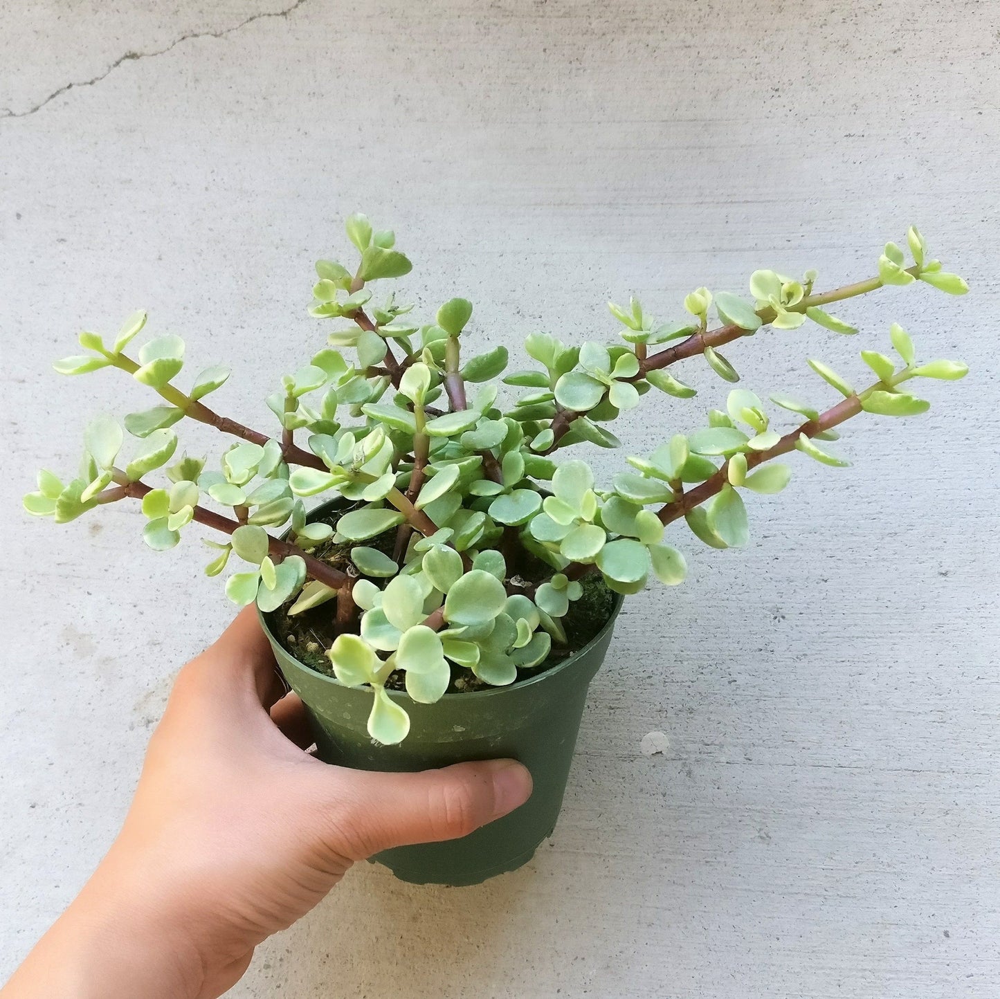 Variegated Elephant Bush | Portulacaria afra Succulent Live Plant | Unique Succulent Gift Decoration (4 inch)