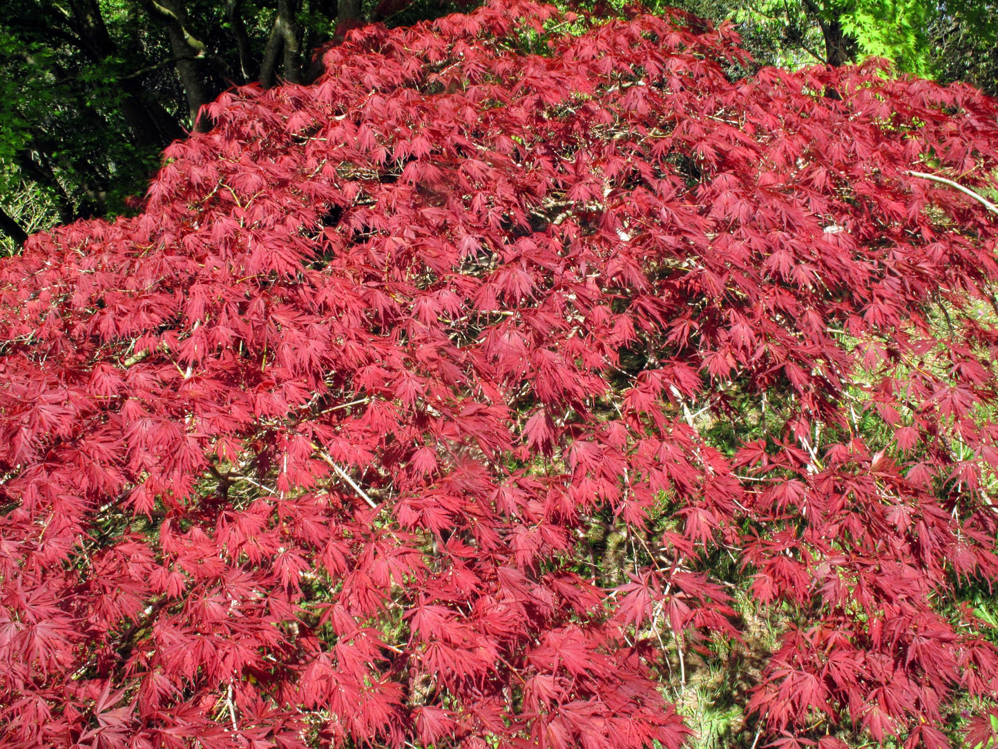 10 INABA SHIDARE Maple Weeping Red Laceleaf Japanese Acer Palmatum Dissectum Tree Seeds