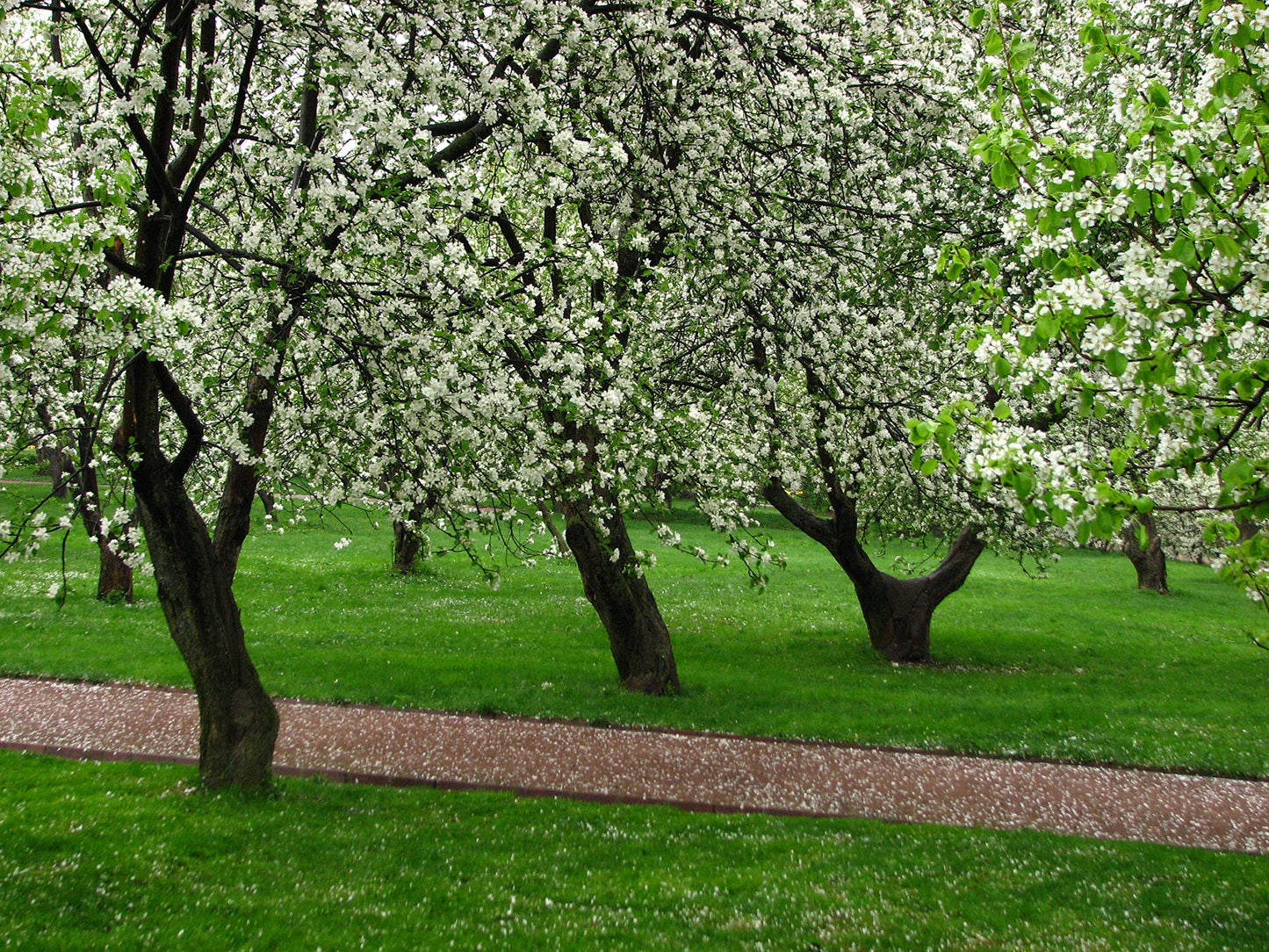 Golden Delicious Apple Tree - Grow Fresh Fruit - Live Plant Shipped 2 to 3 Feet Tall by DAS Farms