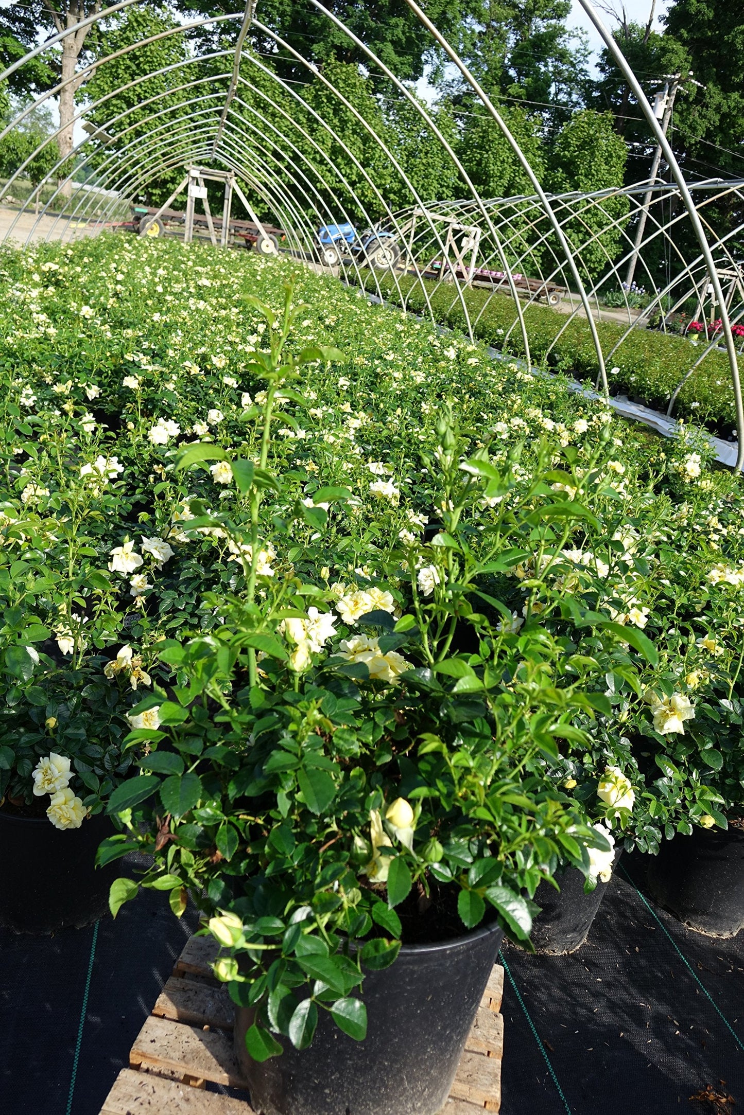 Live Plant from Green Promise Farms Flower Carpet Roses ROSA `FLOWER CARPET YELLOW` Yellow Flower Shrub #2 Size Container Yellow/Cream