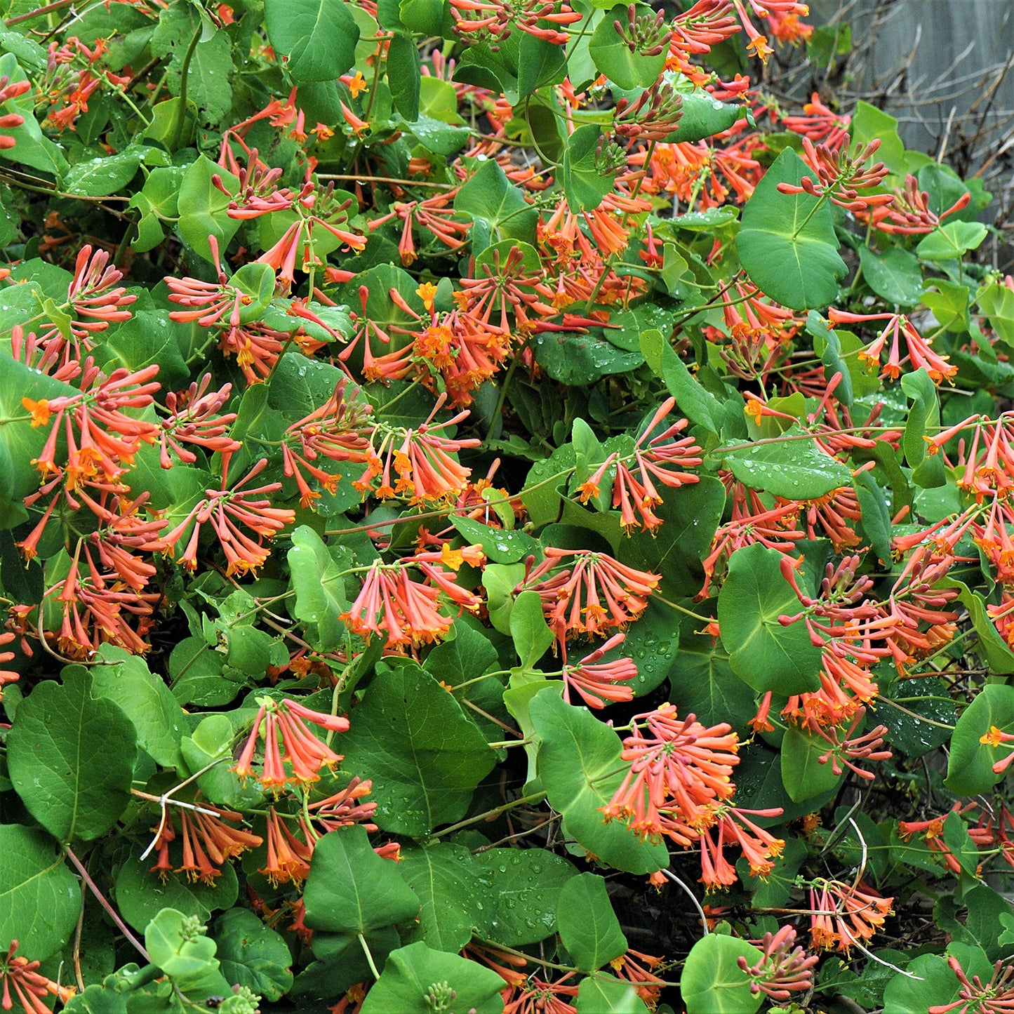 Easy to Grow Honeysuckle 'Dropmore Scarlet' - Live Potted Garden Plant, Fragrant Red & Orange Flowering Blooms