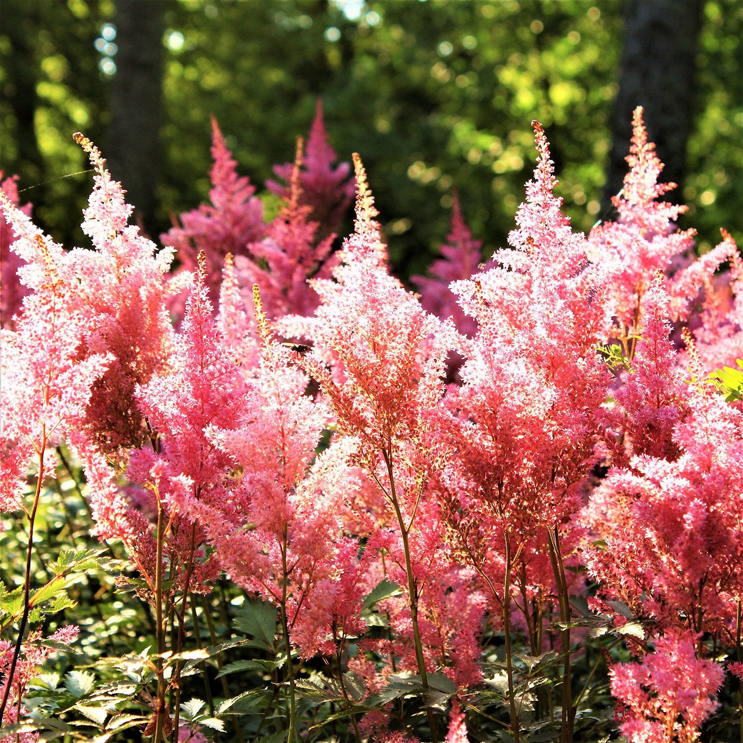 Easy to Grow Astilbe Peach Blossom 1 Plant Bareroot - Summer Coral Pink Blooms in Shade, Pollinator Friendly Flowers (False Spirea, Goat's Beard)