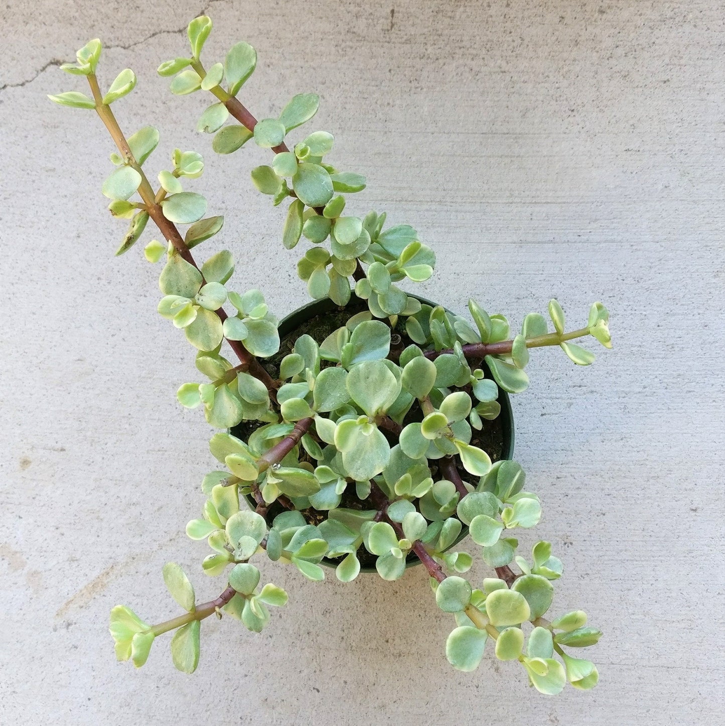 Variegated Elephant Bush | Portulacaria afra Succulent Live Plant | Unique Succulent Gift Decoration (4 inch)