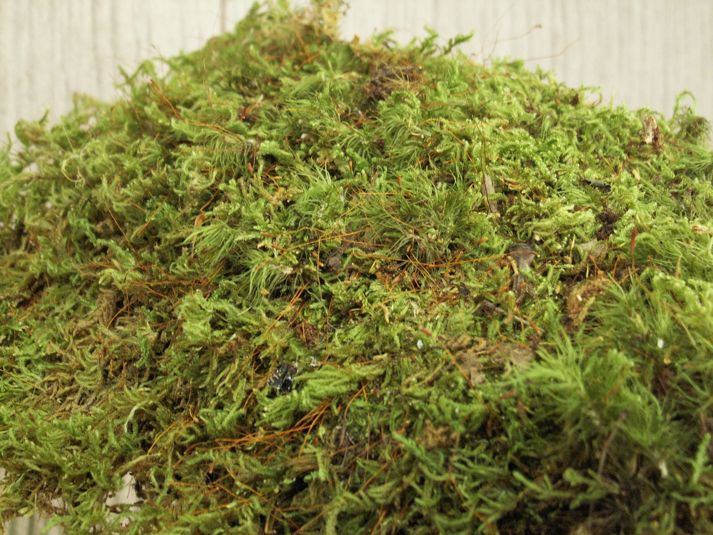 Appalachian Emporium's Live Moss Scraps for Transplant or Use Between Patio Stones Feather Sheet 1 Gallon Bag