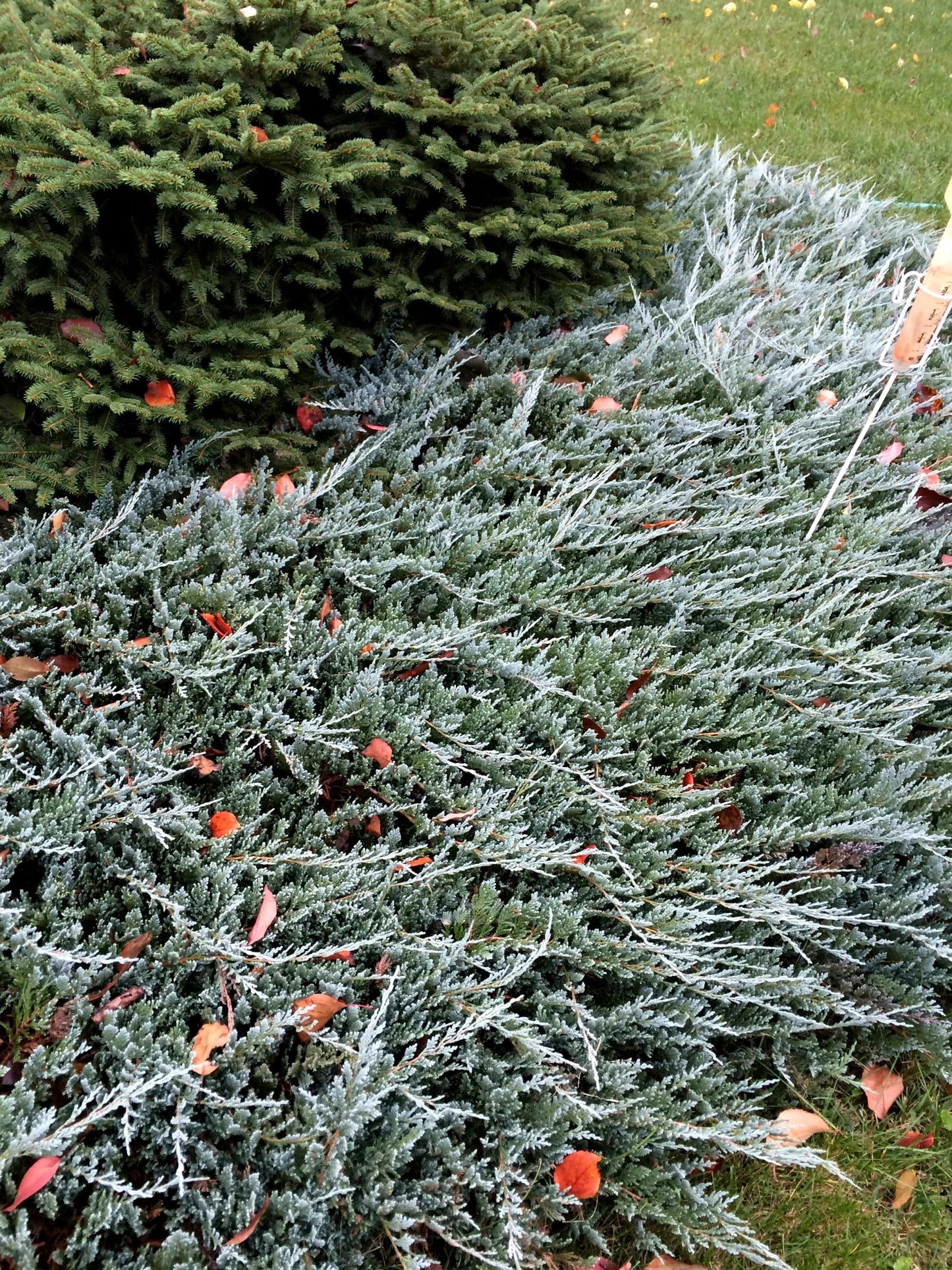 Juniper Blue Chip | 3 Live 4 Inch Pots | Juniperus horizontalis 'Blue Chip' | Low-Maintenance Ground Cover Plants | Drought-Tolerant Landscaping Shrub