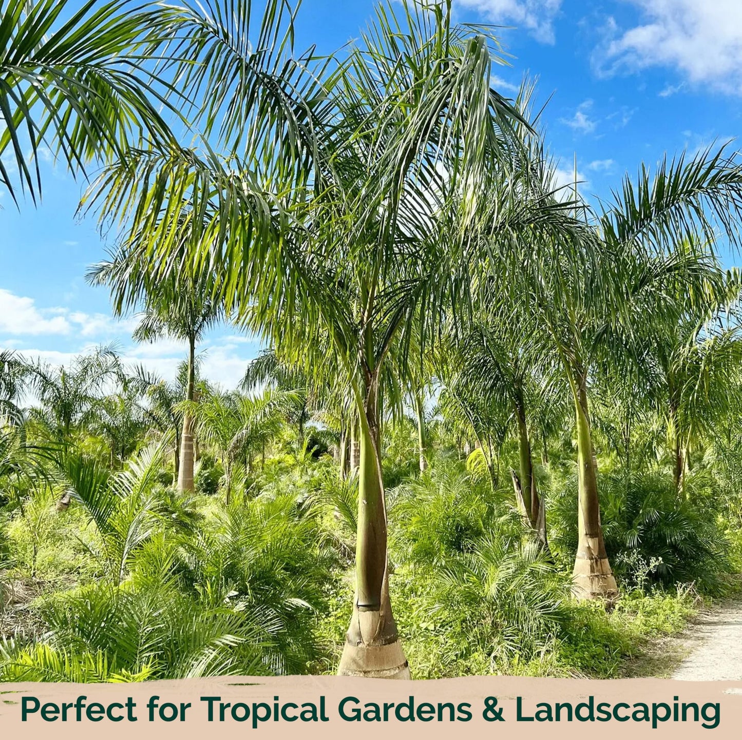 KVITER 20 Cuban Royal Palm Tree Seeds for Planting (Roystonea Regia), Palma Real Cubana – Rare Exotic, Fast-Growing, Majestic Palm Seeds – Perfect for Backyards, Tropical & Subtropical Gardens
