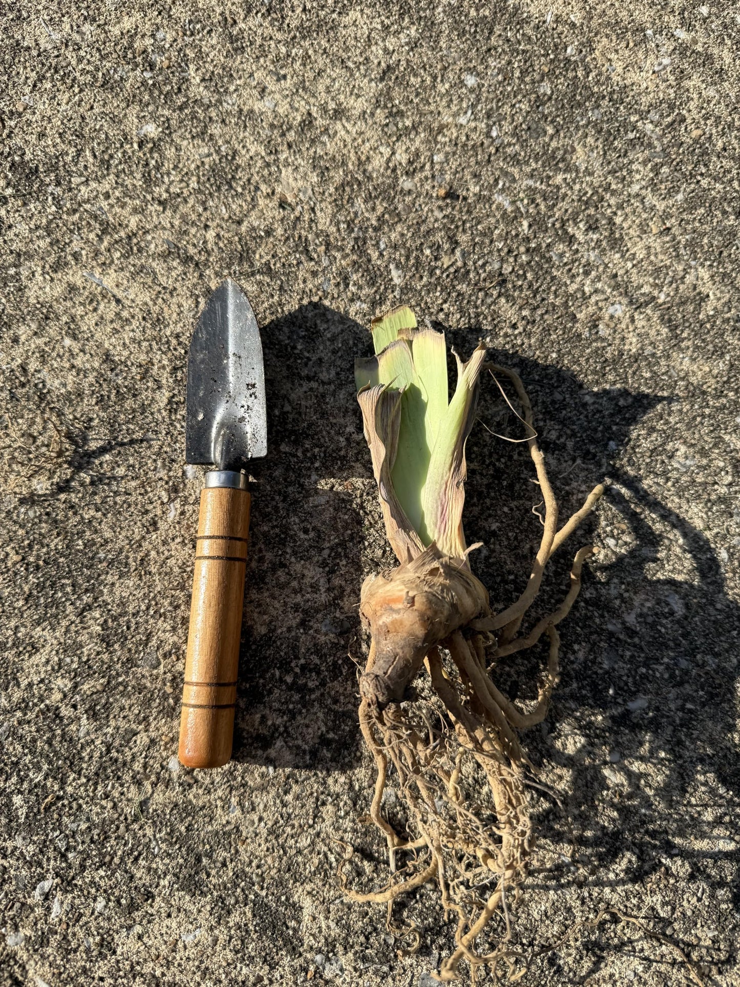 Premium Bearded Iris ‘Pagan Dance’ Rhizome/Root/Bulbs (1 ea) - Amazon 30-Day Returnable Guarantee