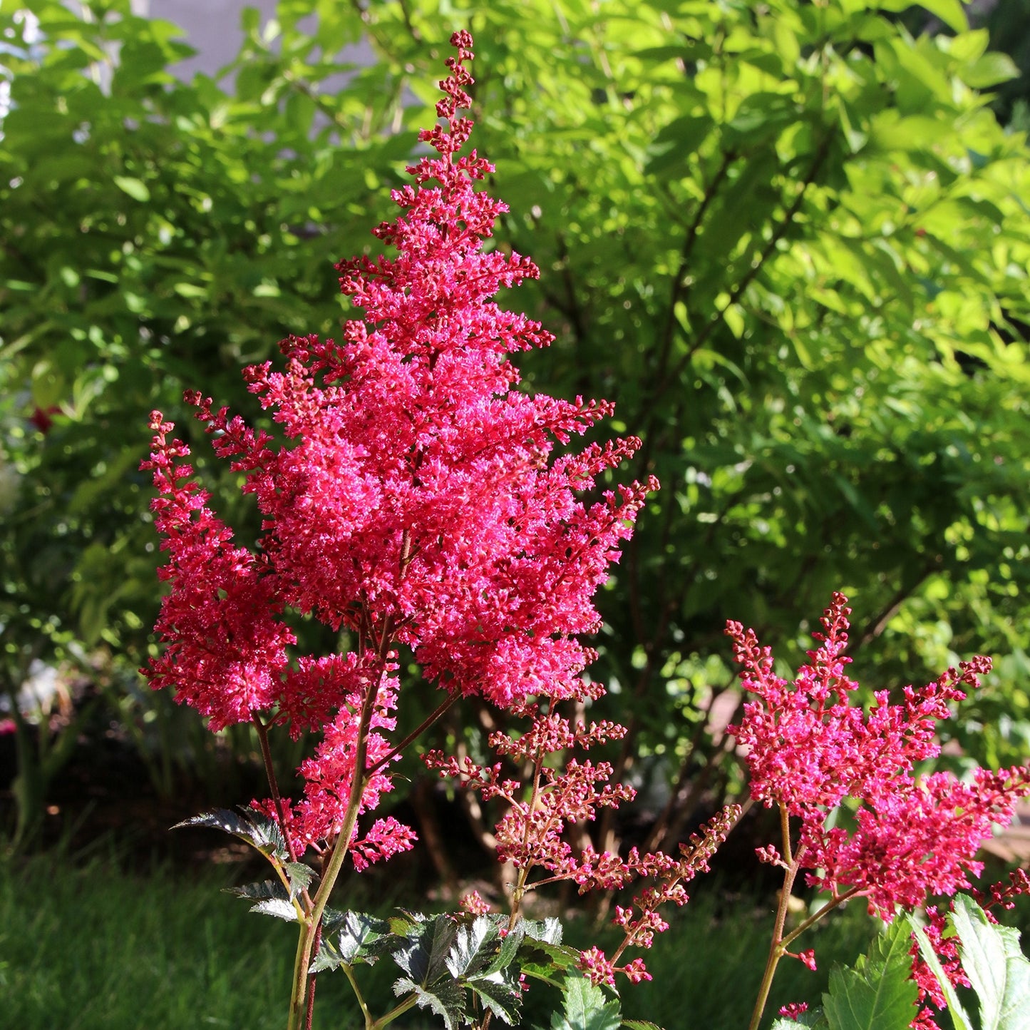 Easy to Grow Astilbe Younique Carmine 1 Plant Bareroot - Summer Hot Pink Blooms in Shade, Pollinator Friendly Flowers (False Spirea, Goat's Beard)