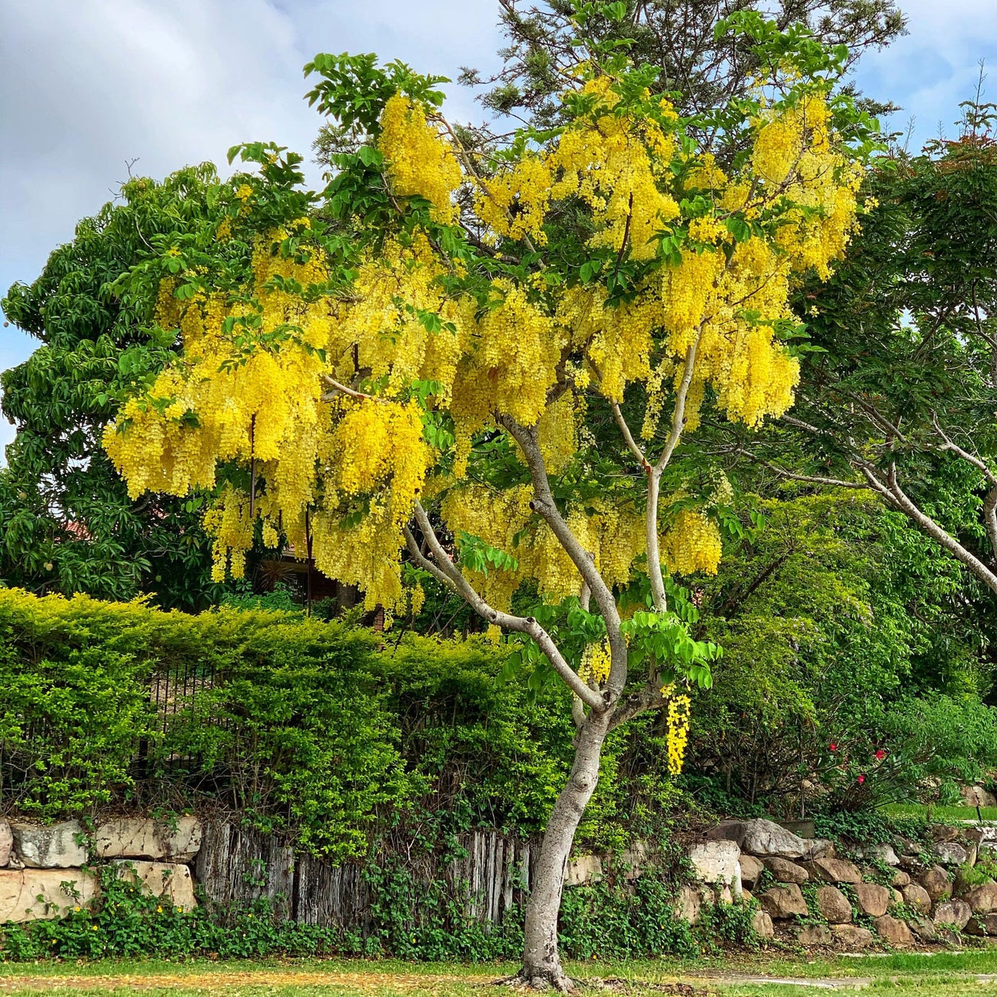 QAUZUY GARDEN 15 Golden Shower Seeds, Purging Cassia, Indian Laburnum, Pudding-Pipe Tree, Gold Rush Yellow Cassia Fistula Flower - Attract Pollinators - Showy Tree Accent