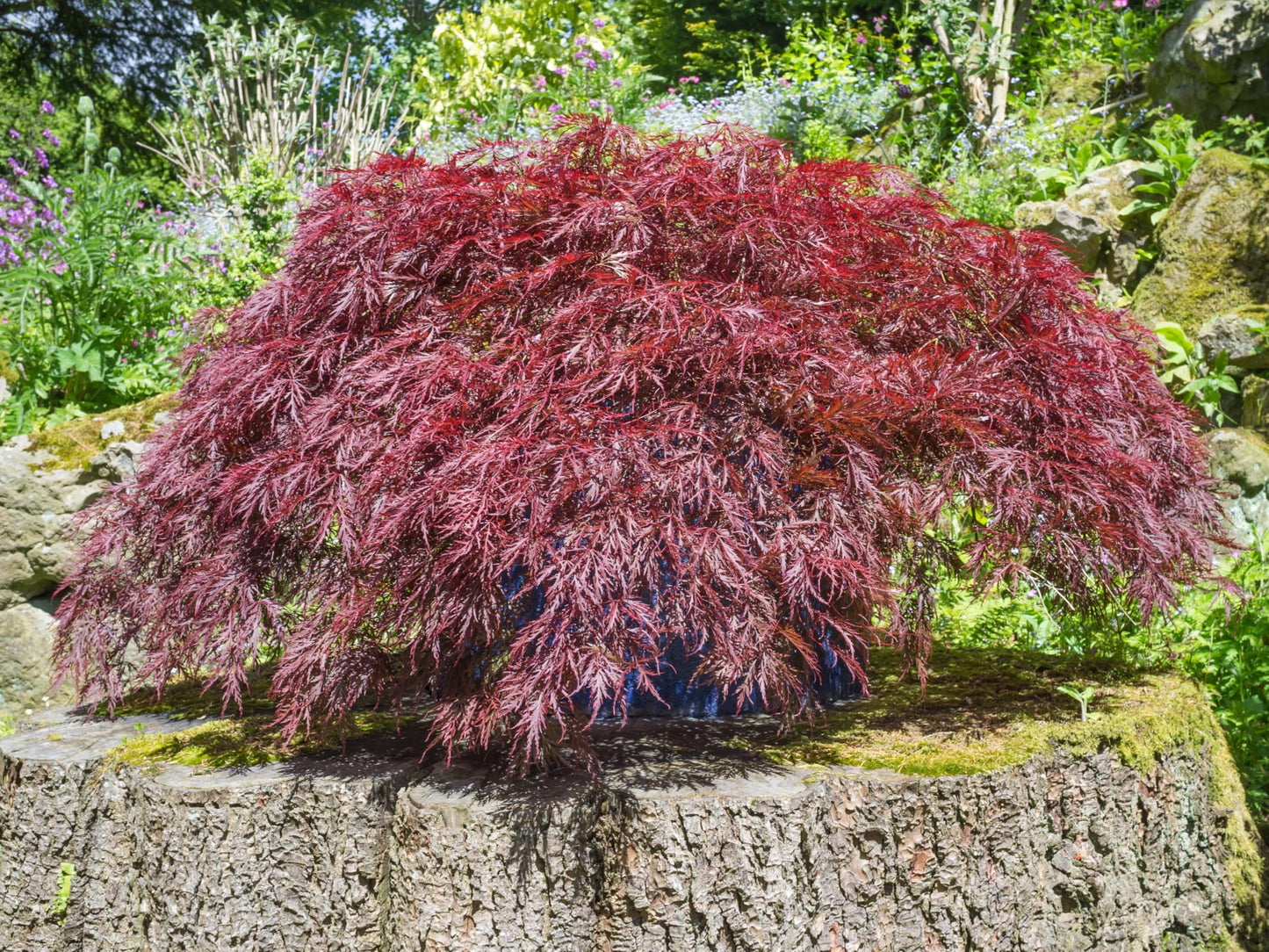 10 INABA SHIDARE Maple Weeping Red Laceleaf Japanese Acer Palmatum Dissectum Tree Seeds