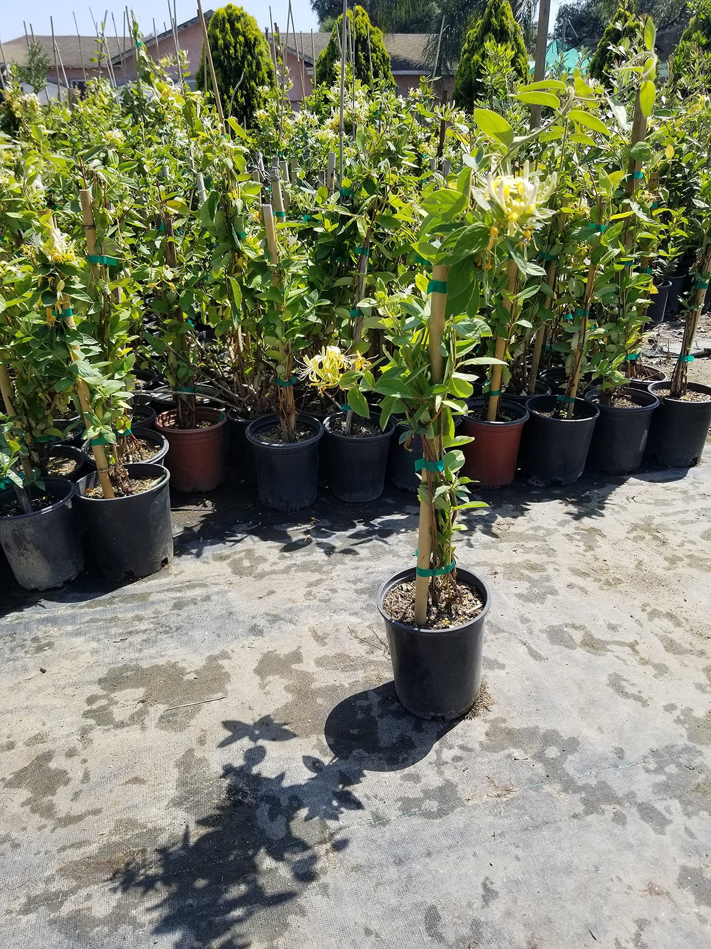 Honeysuckle Plant - Lonicera Japonica, Known as Japanese Honeysuckle or Golden-and-Silver Honey Suckle 2-4FT Tall 1 Gal Potted Hummingbirds Favorites-Shade - Privacy - Ground Cover, Flower Arch