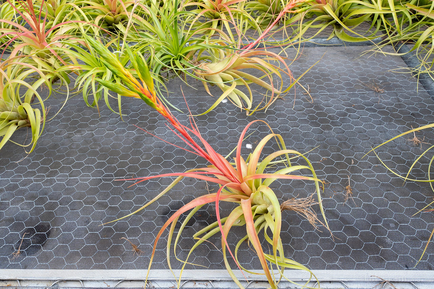 Air Plant Shop Tillandsia Roland Gosselini - Live Succulent House Plants - Home and Garden Decor - Easy Care Indoor and Outdoor Plants (Pack of 1)